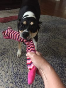 dog tugging on toy