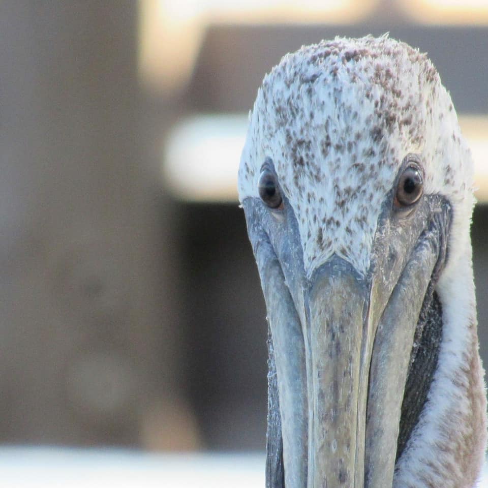 pelican face
